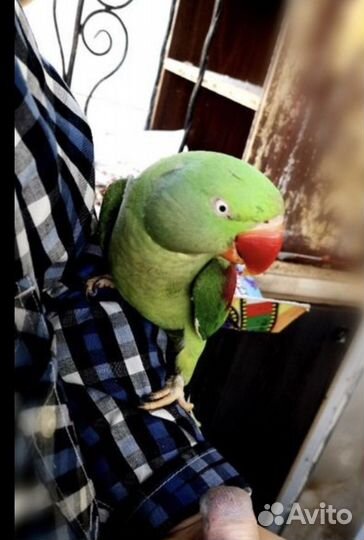 Александрийский попугай
