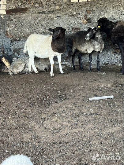 Продам овец,дорпер,романовская