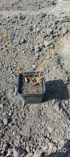 Саженцы голубики