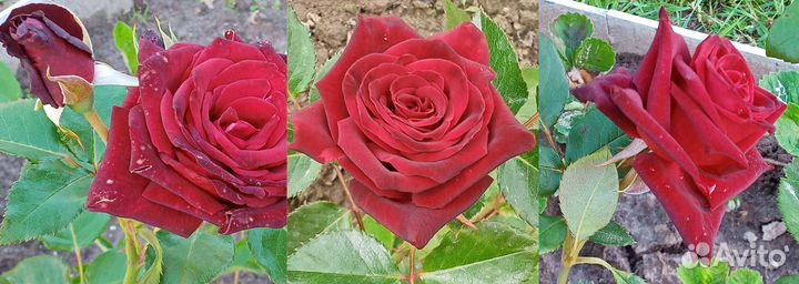 Розы кустовые