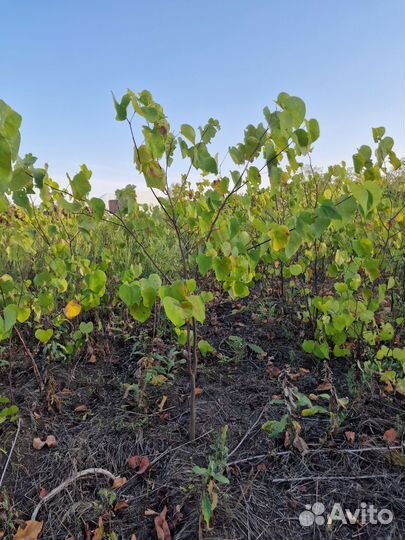 Церсис саженцы