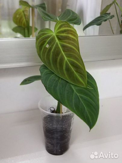 Домашние цветы/разные