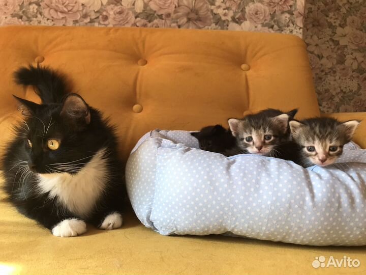 Котята в добрые руки