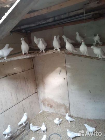 Голуби белые бакинцы