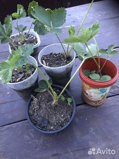 Рассада клубники Азия