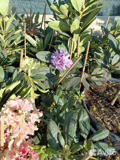 Рододендрон