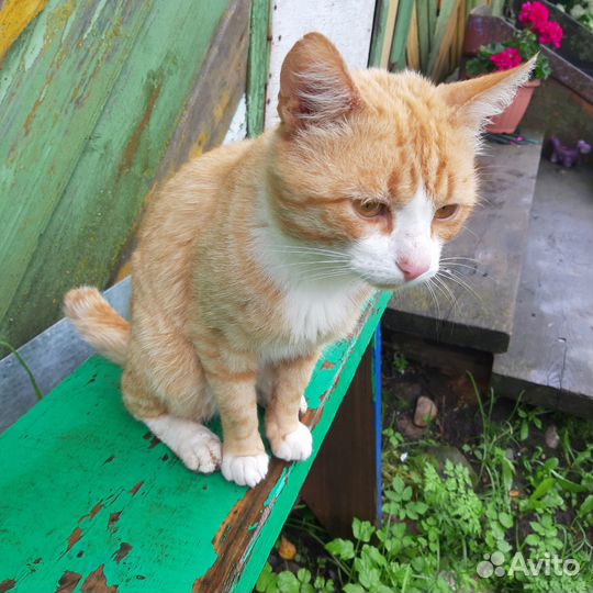 Рыжий котик ищет дом