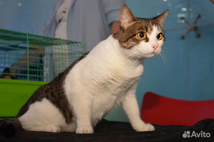 Кошка в добрые руки