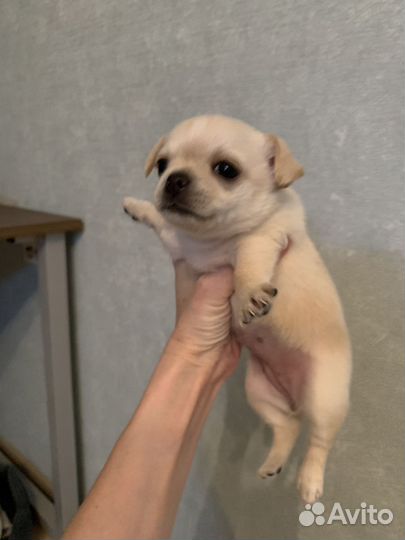 Щенки чихуахуа