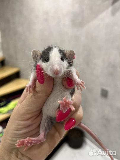Крысы дамбо девочки
