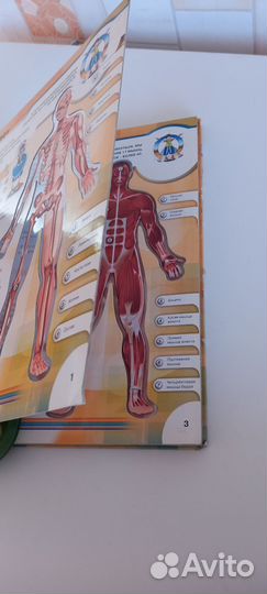 Книга для детей-Тело человека