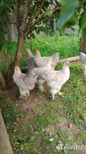 Продам кур Брама Изабель