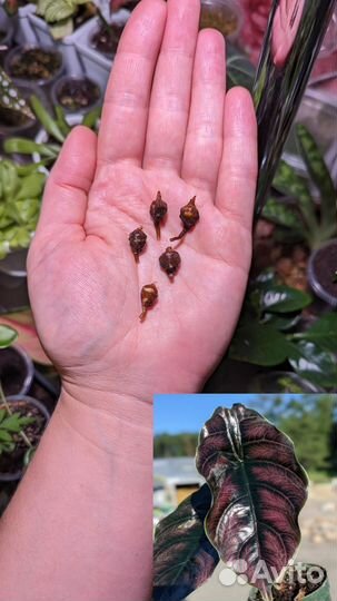 Комнатные растения 5