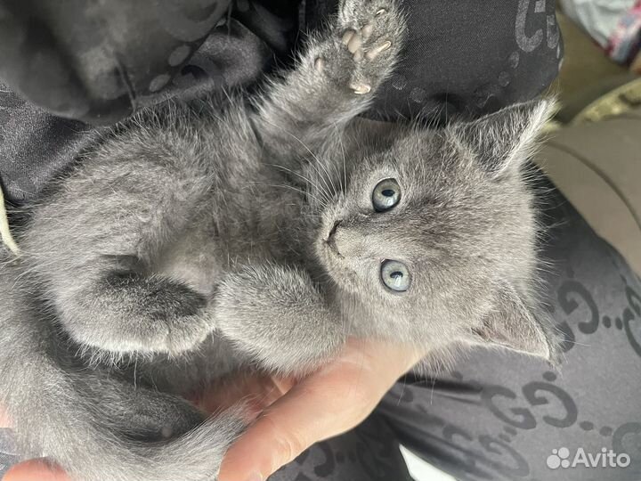 Котята бесплано