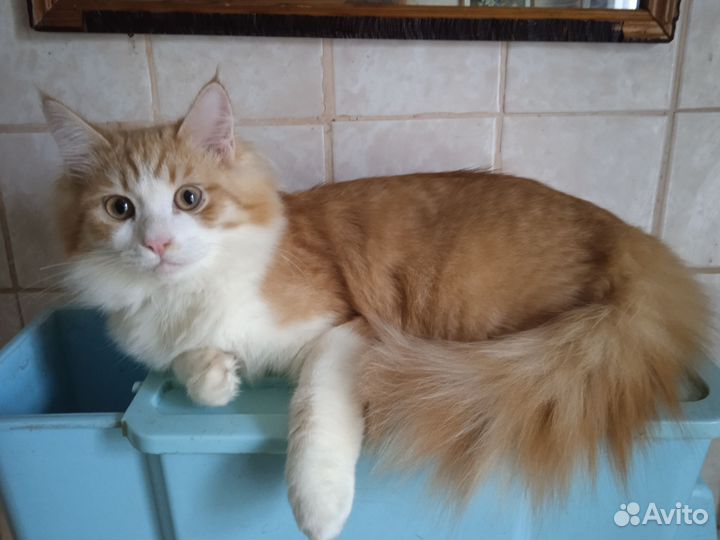 Коты бесплатно