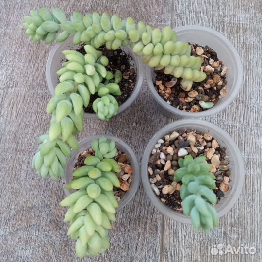 Суккуленты. Очитки