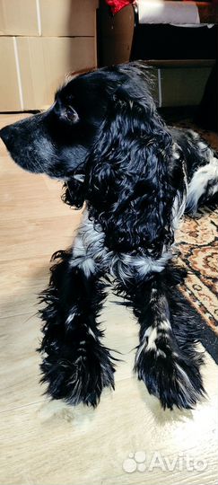 Русский спаниель