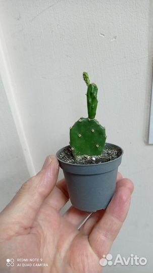 Суккуленты