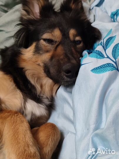 Зоотакси/ такси для перевозки животных