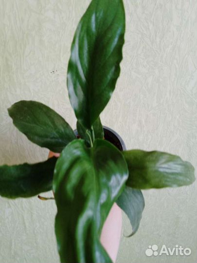 Комнатные цветы