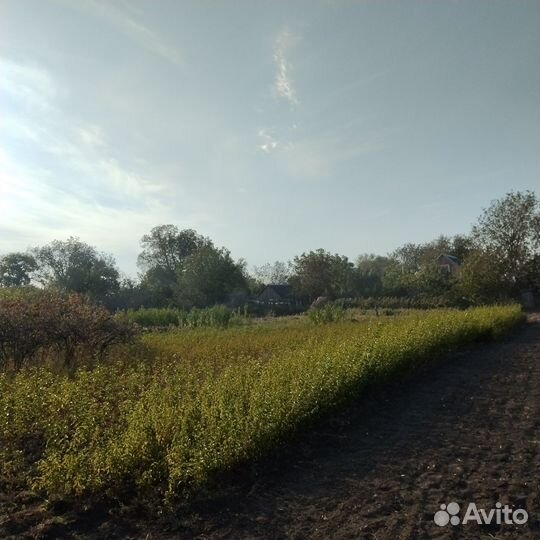 Подвои