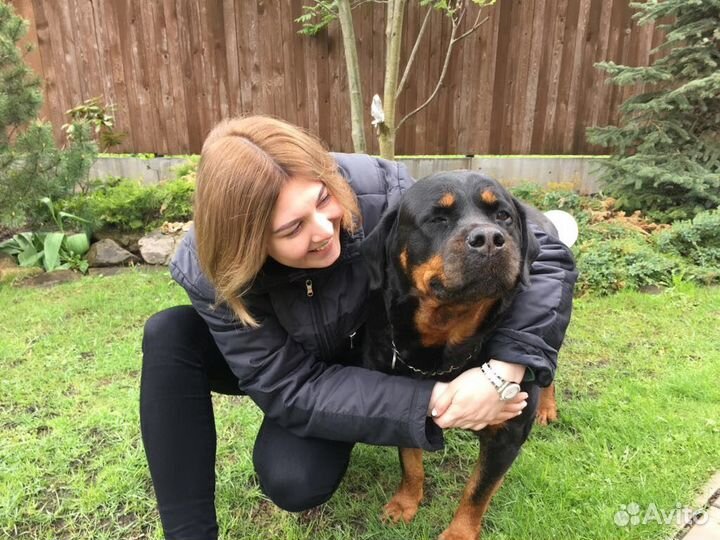 Догситтер, няня для собаки, зооняня, передержка