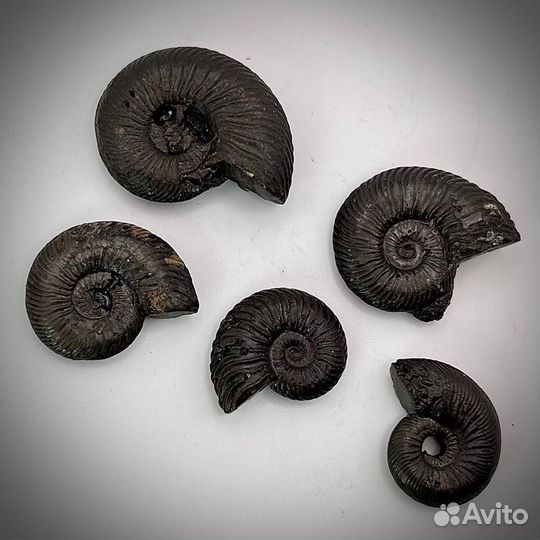 Набор Аммонитов окаменелость палеонтология ракушка