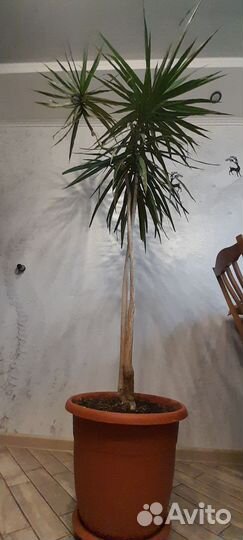 Драцена маргината или окаймленная