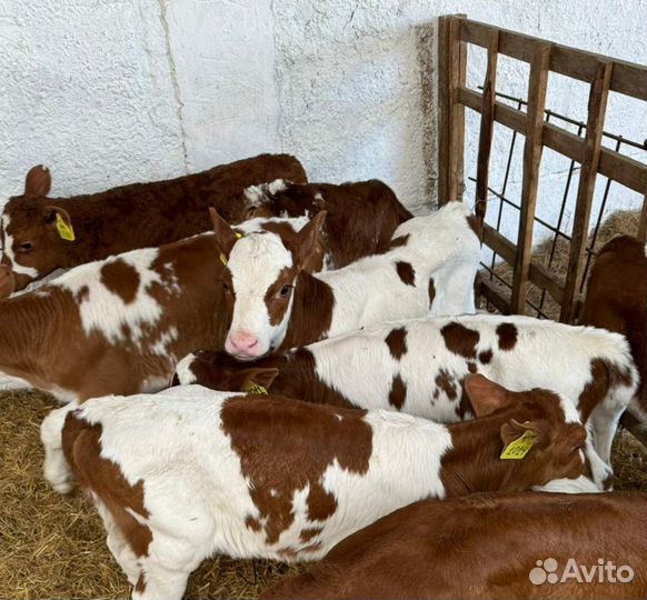 Ч Телята мясной породы