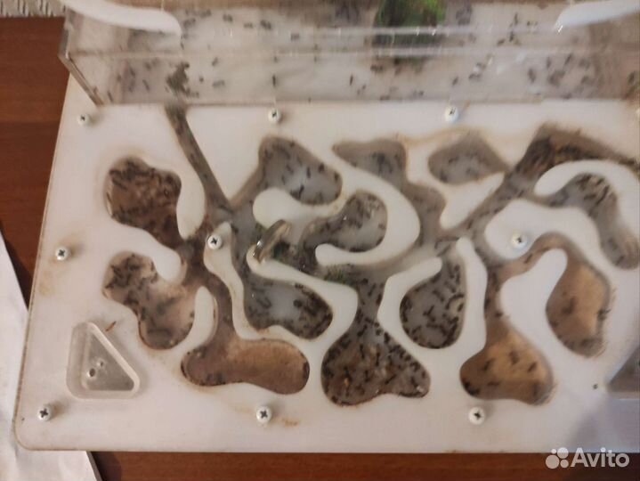 Муравьиная ферма с муравьями