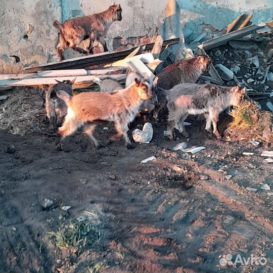 Козлотур