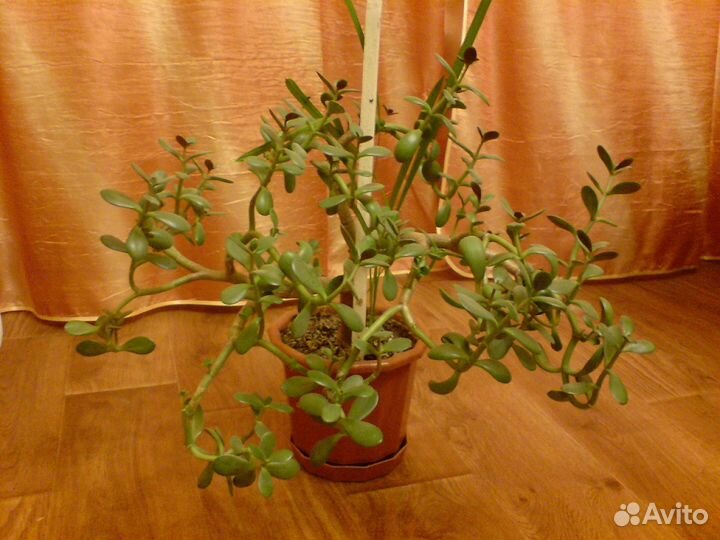 Продам каланхоэ, алоэ, щучий хвост, лимон и т.д