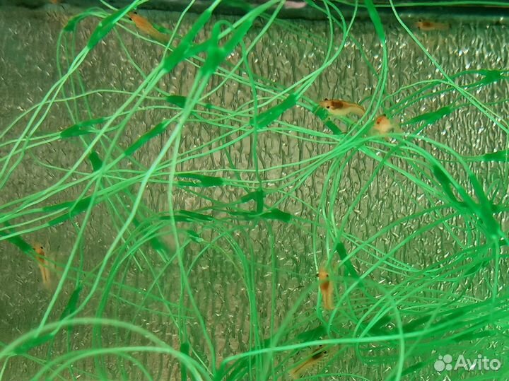 Флоридский рак