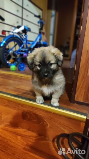 Щенки, собаки