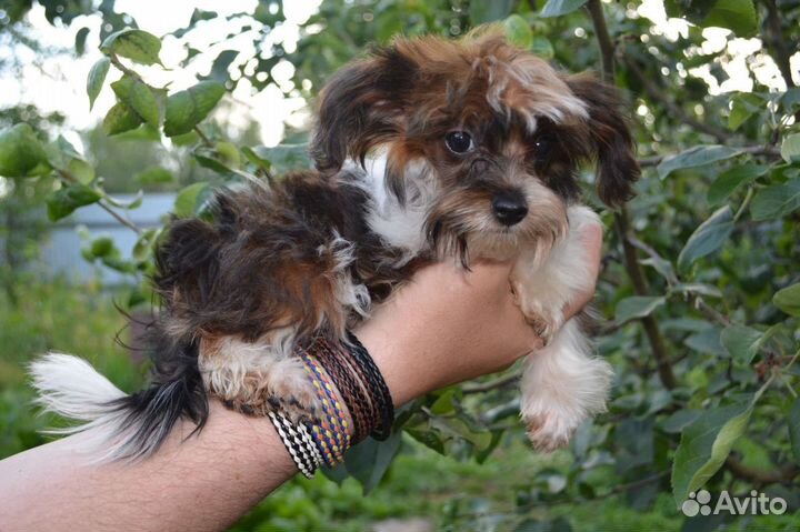 Мини девочка