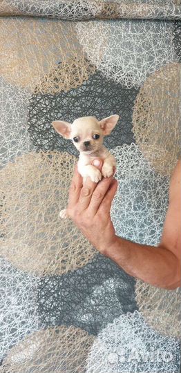 Девочка мини белая Чихуахуа