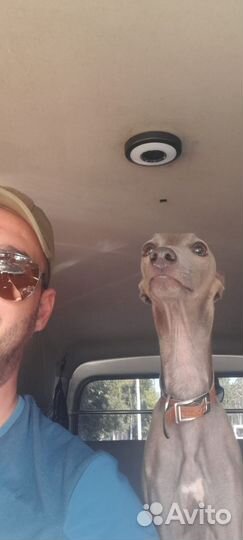 Зоотакси Такси Минивэн