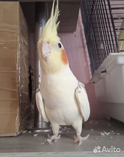 Пара корелл