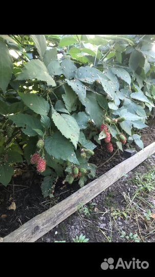 Саженцы ежевики