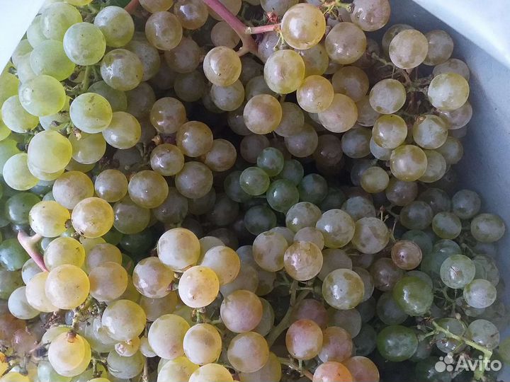 Ркацителли