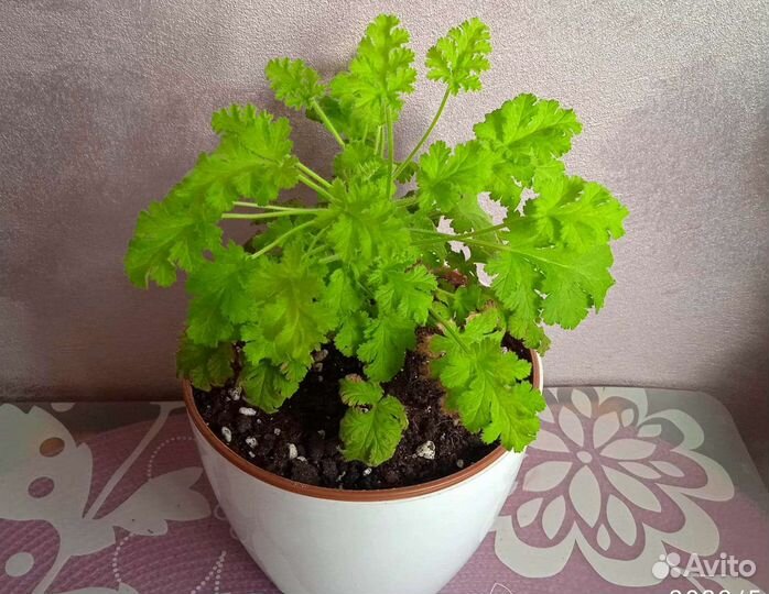 Душистая пеларгония герань