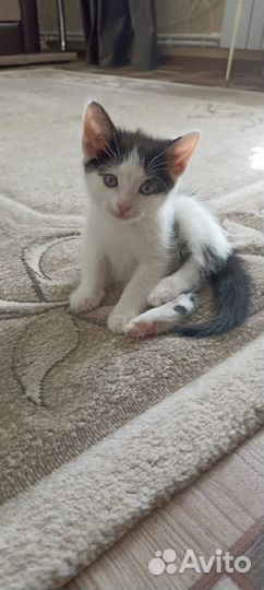 Отдам в добрые руки