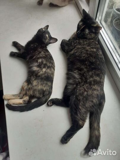 Молодые кошечки в добрые руки