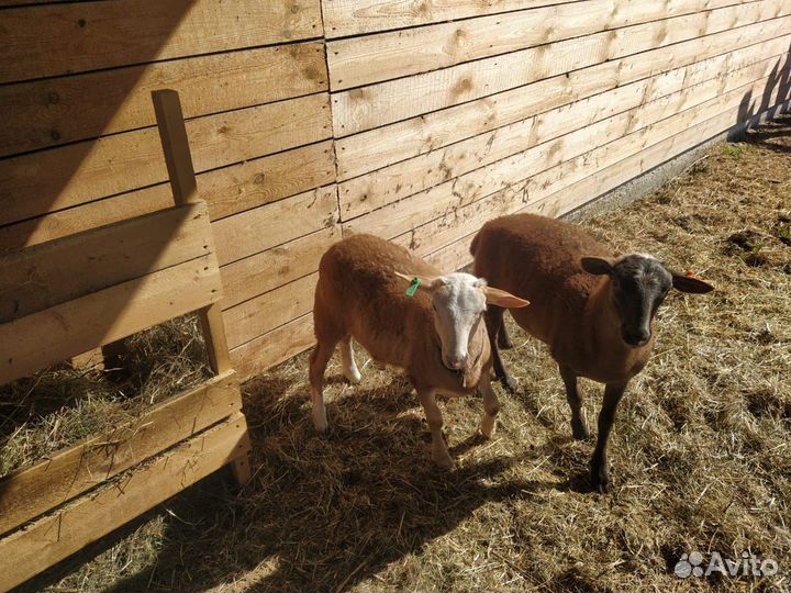 Катумский баран