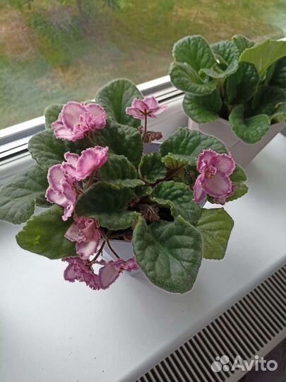 Фиалка двухцветная