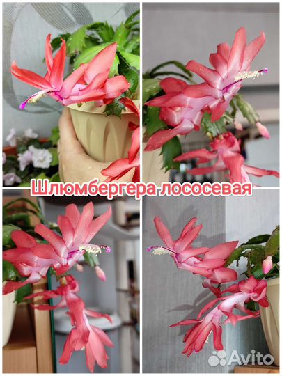 Шлюмбергера, цвет розовый, белый