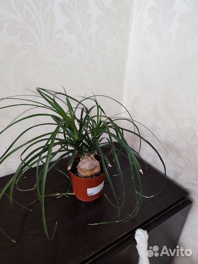 Бокарнея нолина