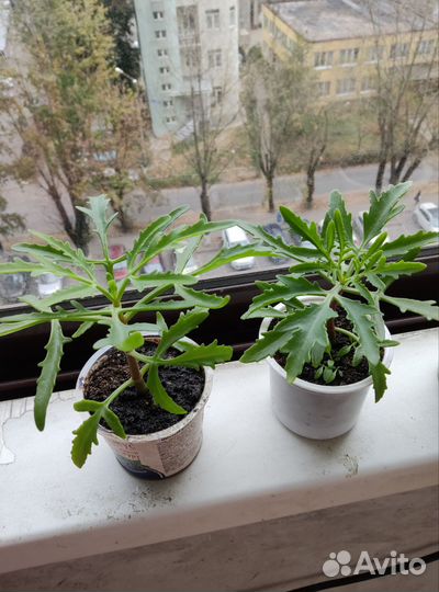 Герань,каланхоэ цветущее,оленьи рожки,традесканци