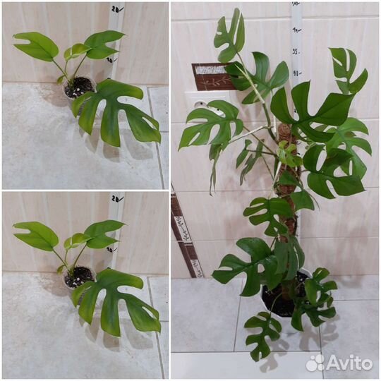 Спатифиллум Лемон Глоу, Кротон, Фикус, Рафидофора