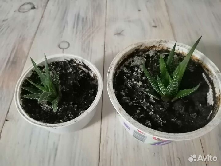 Комнатные цветы мирт гибискус хавортия кактус